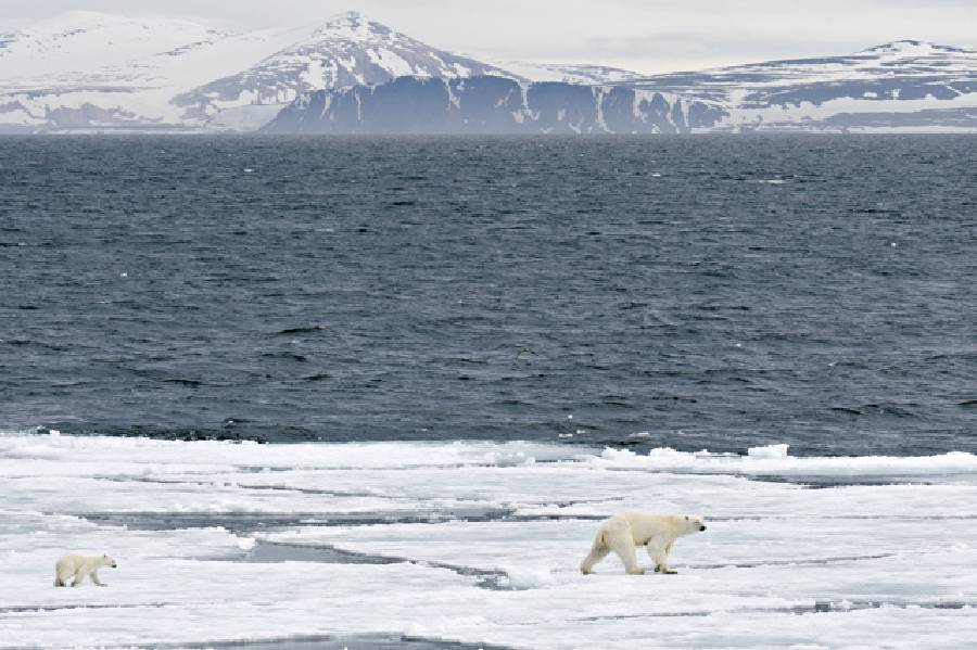 Melting kingdom of the Polar Bear