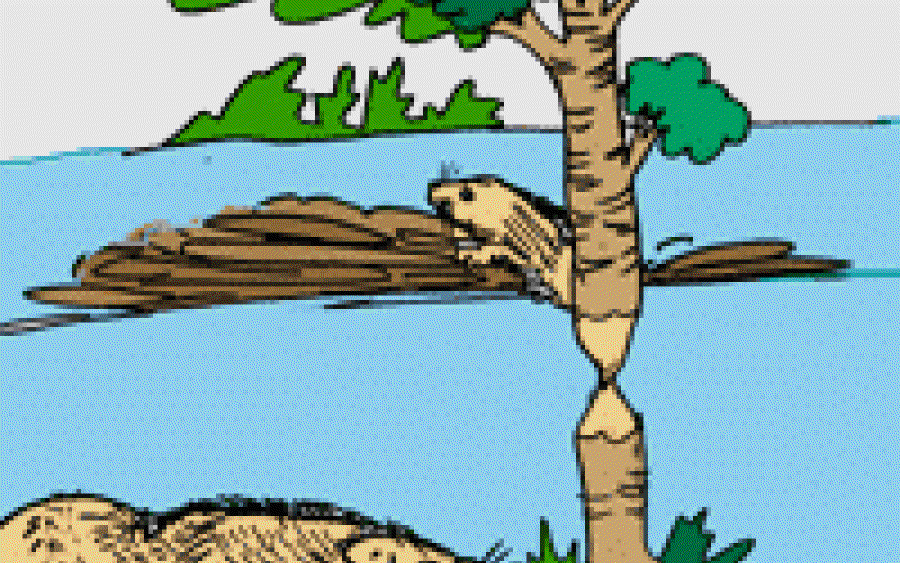 Why do Beavers Build Dams?