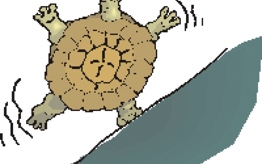 Why Do Turtles and Tortoises Live So Long?
