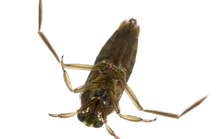Insect which Swims on Its Back