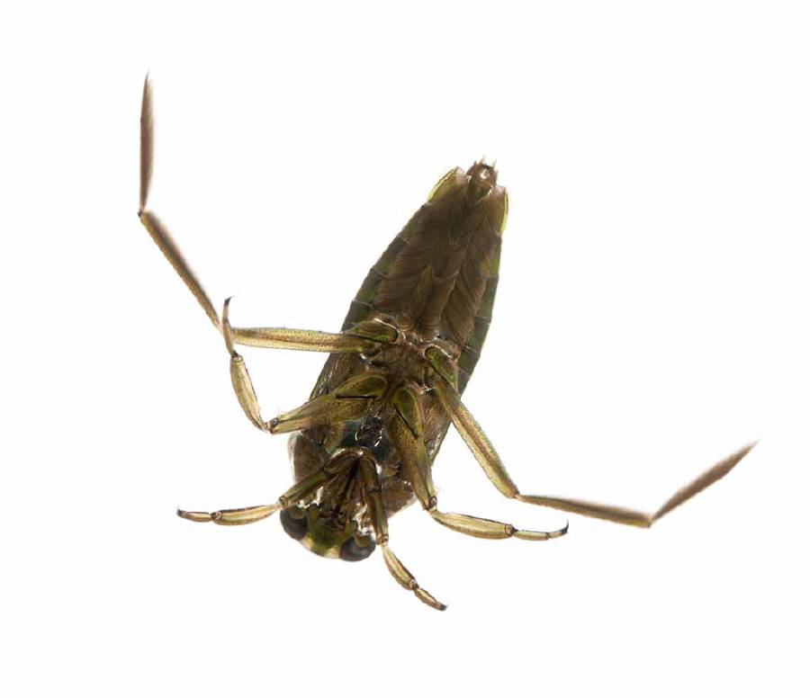 The backswimmers can stay under water for about six hours, by holding air between the wings and the body.