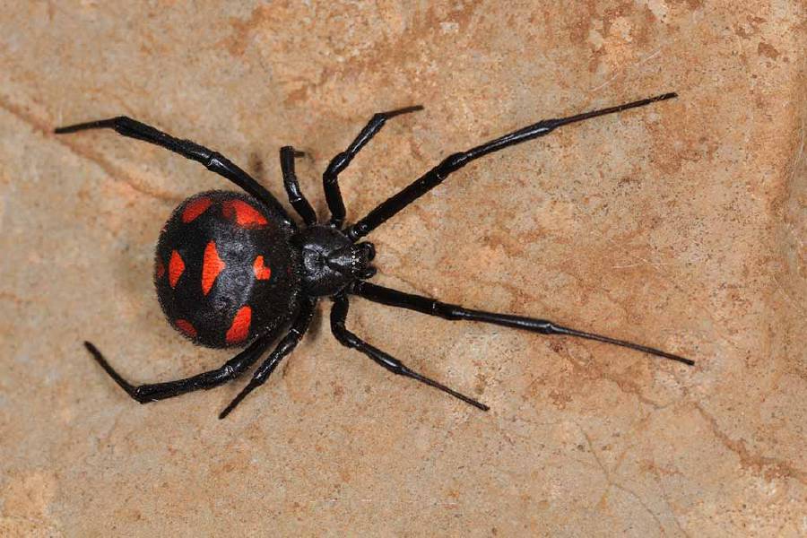 Adult male black widow spiders are rarely seen because the female usually eats them after mating.