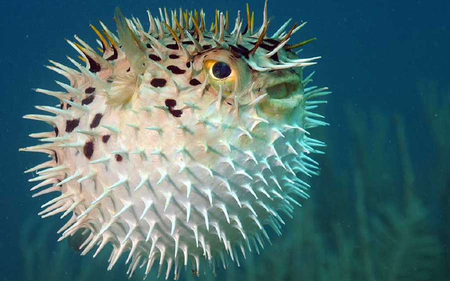 Deception and Mimicry Among Animals to Fool Enemies!