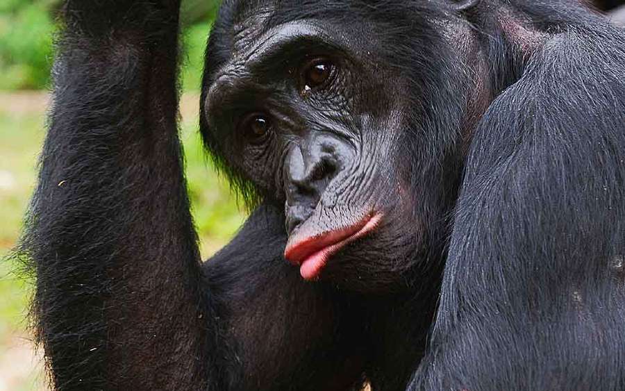 Chimp Traits