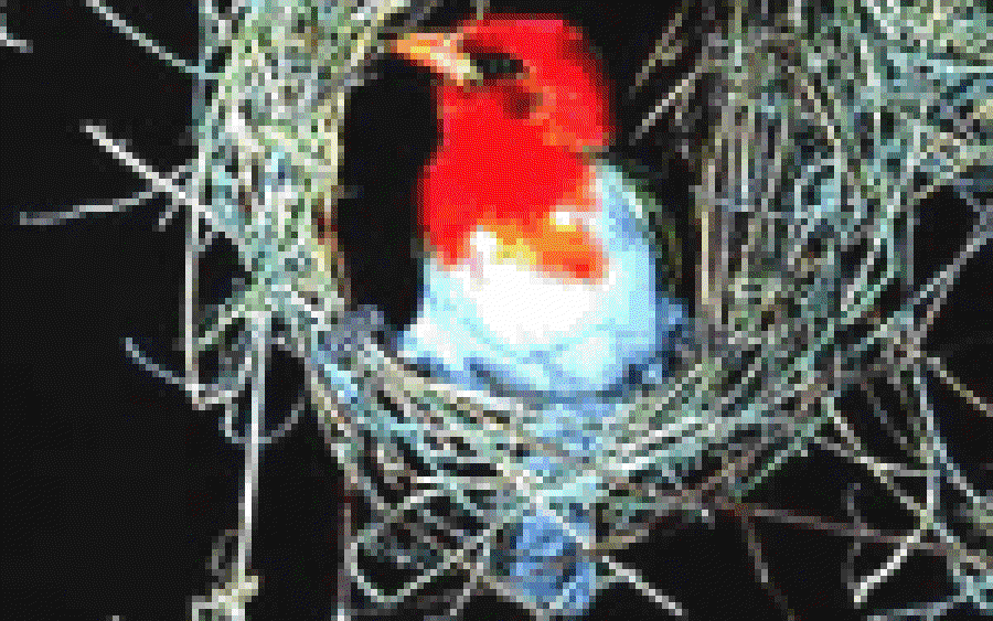The Nest
