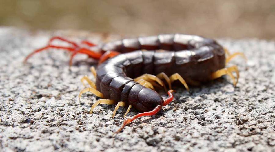 Do centipedes really have 100 feet?