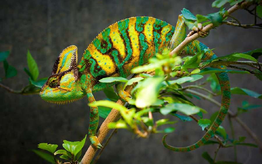 How do Animals Camouflage?
