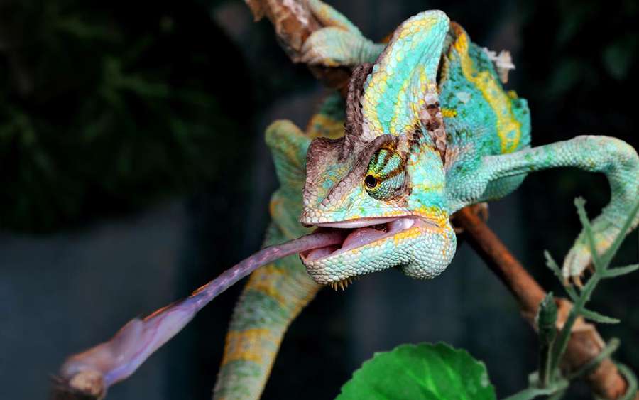 How do Chameleons Latch on to Prey Using Just Their Tongue?