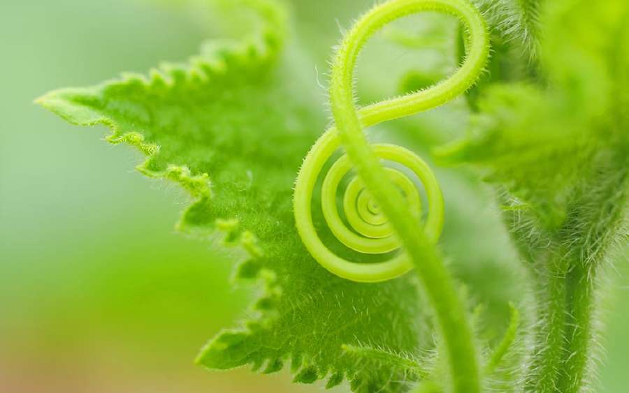 Music-loving Plants and Music-giving Plants