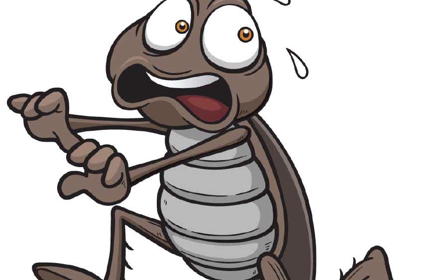 Roach Sense