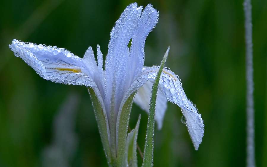 How Does Dew Form?