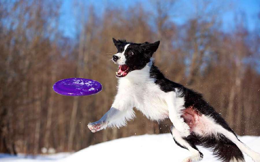 Who Invented the Frisbee?