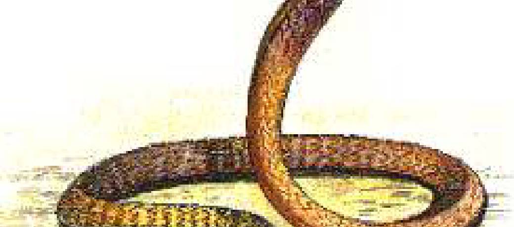 The Deadly King Cobra