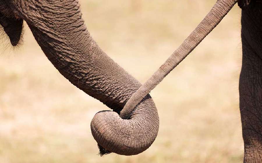 How do Animals Communicate?