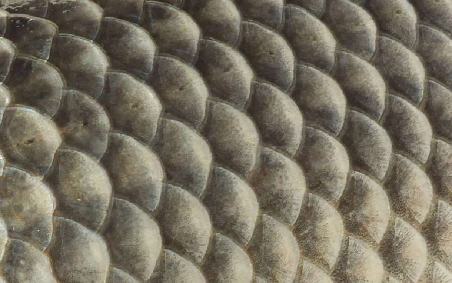 Scales for Safety