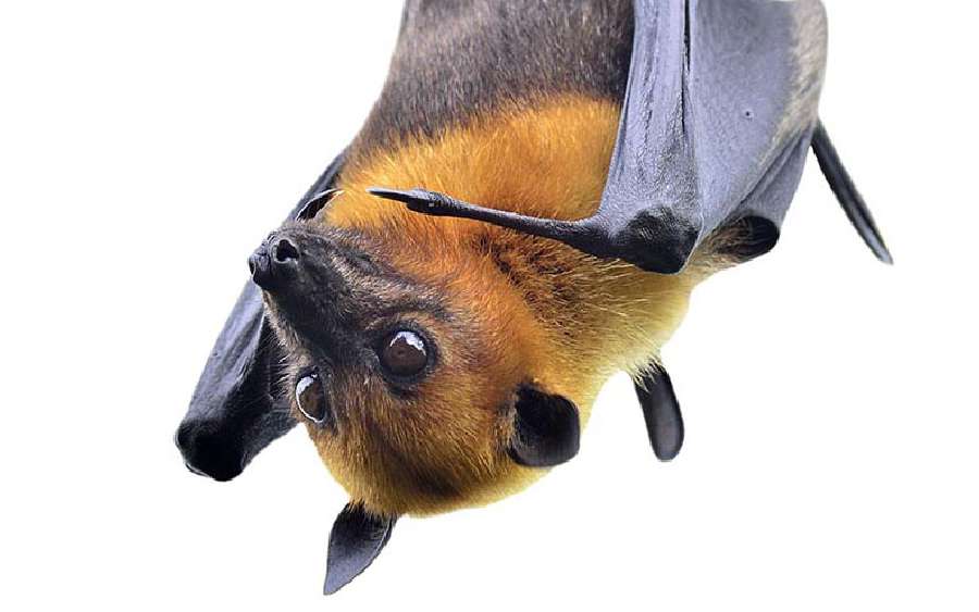 Looking at the World Upside Down