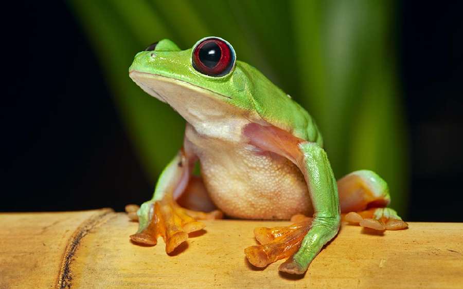 Can Frog Fly?