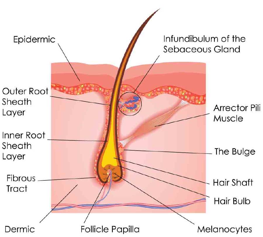 Hair anatomy