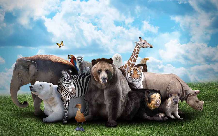 It's a Zoo Out There!