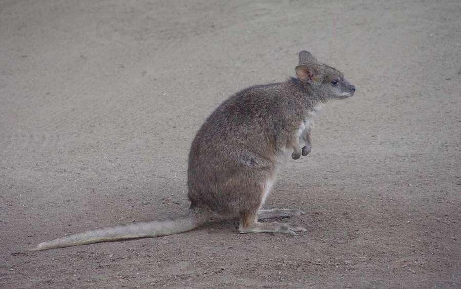 What is a Kangaroo Rat?