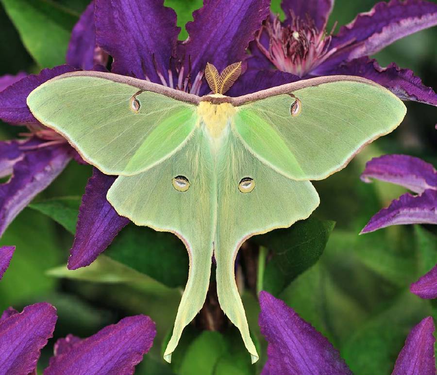 A beautiful Luna Moth (Actias luna) on purple clematis flowers.