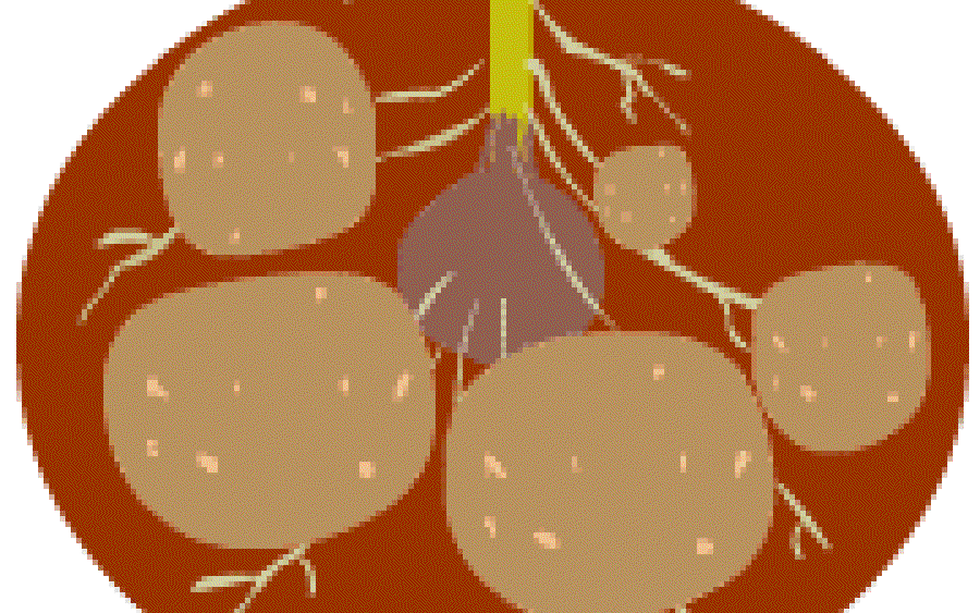 Potatoes get you in the pink of health