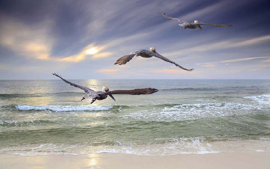 Pelican Trouble