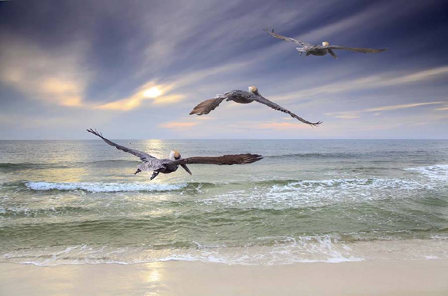 Three Brown Pelicans fly out to sea