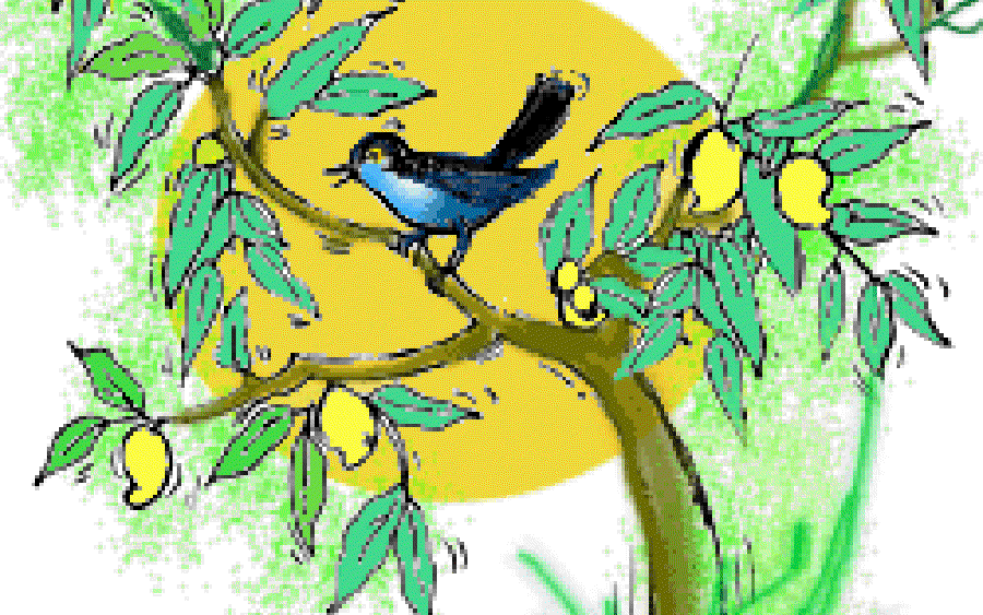 Koel