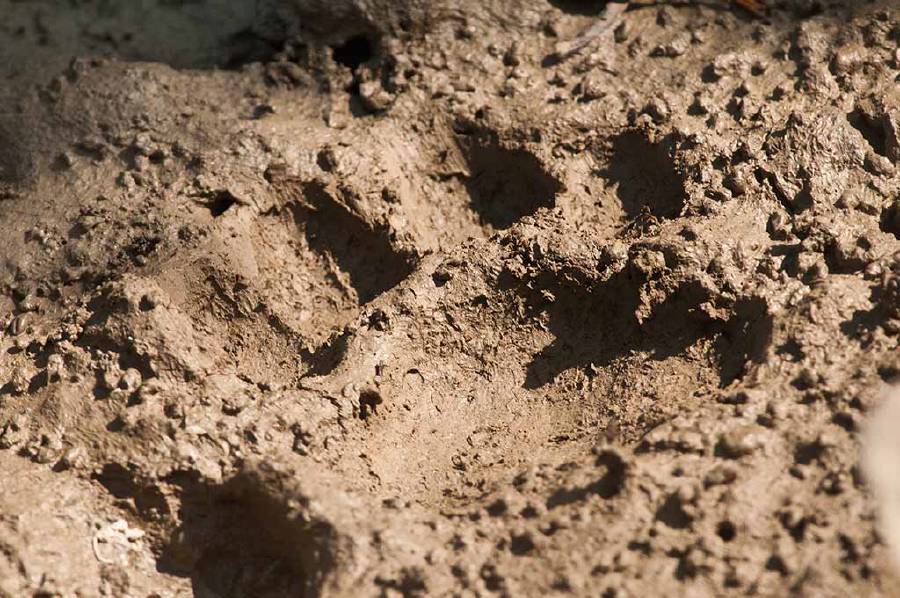 Paw print of a royal bengal tiger at Sundarbans National Park, West Bengal, India.