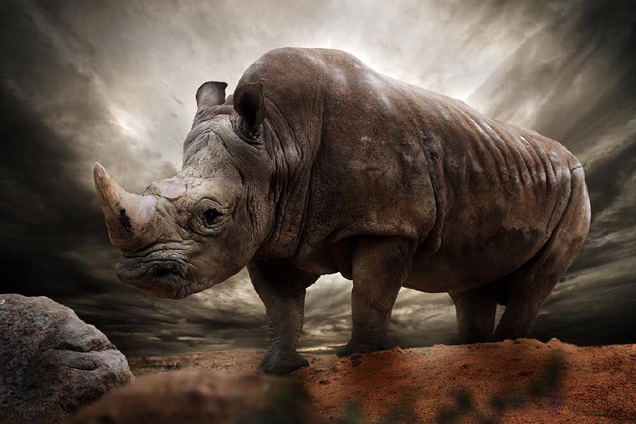 Rhinoceros: On the Comeback Trail