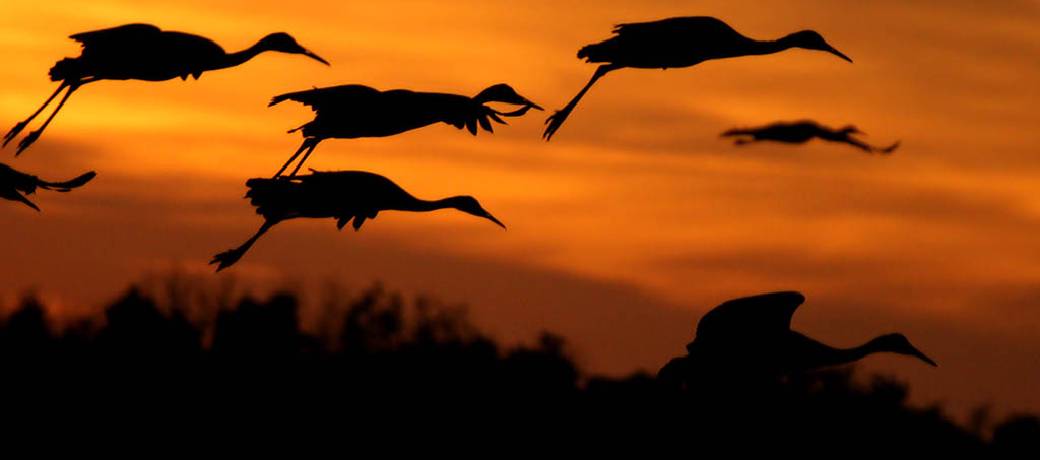 High-tech Crane Migration
