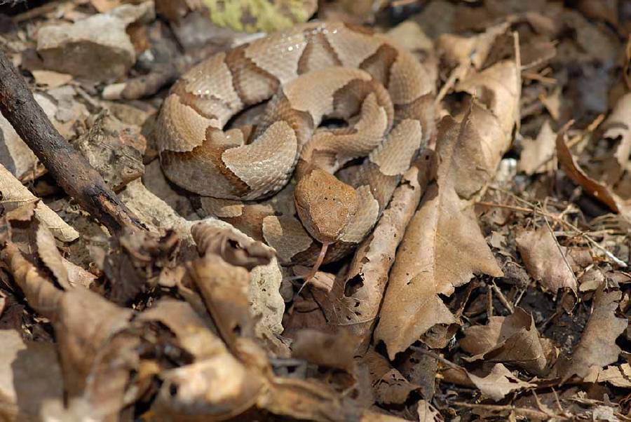 Snake camouflage: A copperhead snake is hard to see when coiled among leaf litter on the forest floor.