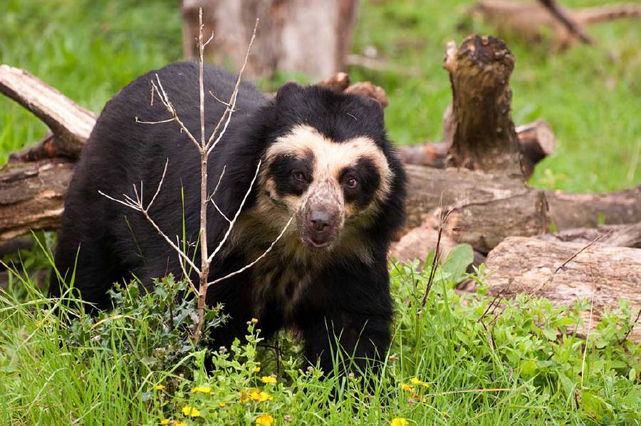 Spectacled bear (Tremarctos ornatus), also known as the Andean bear or Andean short-faced bear and locally as jukumari, ukumari or ukuku.