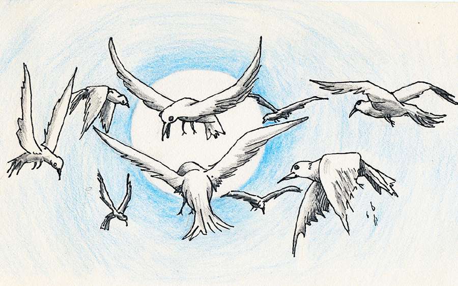 The Wise Doves