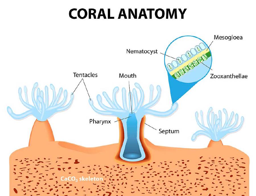 Structure of coral polyp. The coral polyps tend to live in colonies and form the building blocks of the reef.