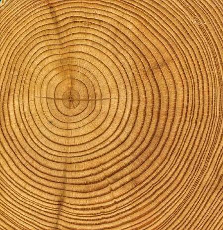 Scientists can use ‘dendrochronology’ or the study of tree time, to learn about past climates by studying the patterns of very old trees.