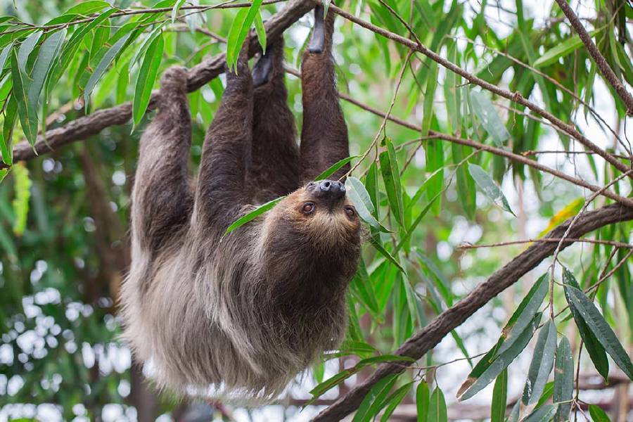 A Sloth hanging upside down on the tree
