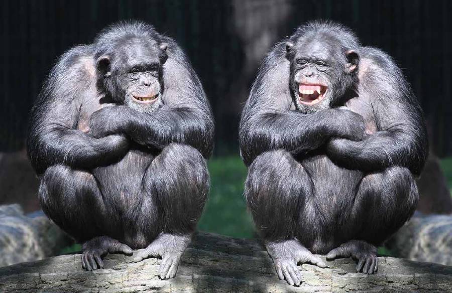 The brainiest animals are chimpanzees, which share 99 per cent of the human deoxyribonucleic acid or DNA.