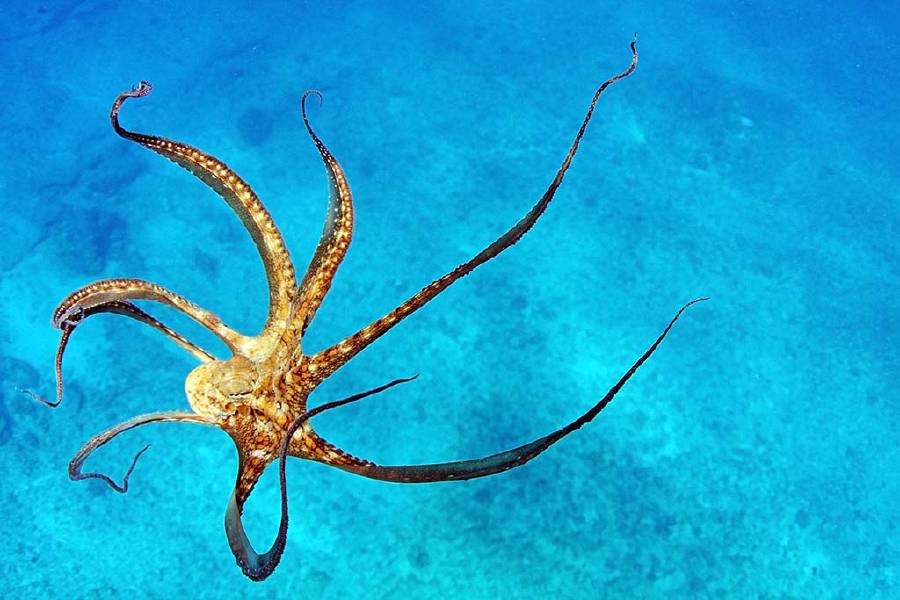 Wild octopus under water