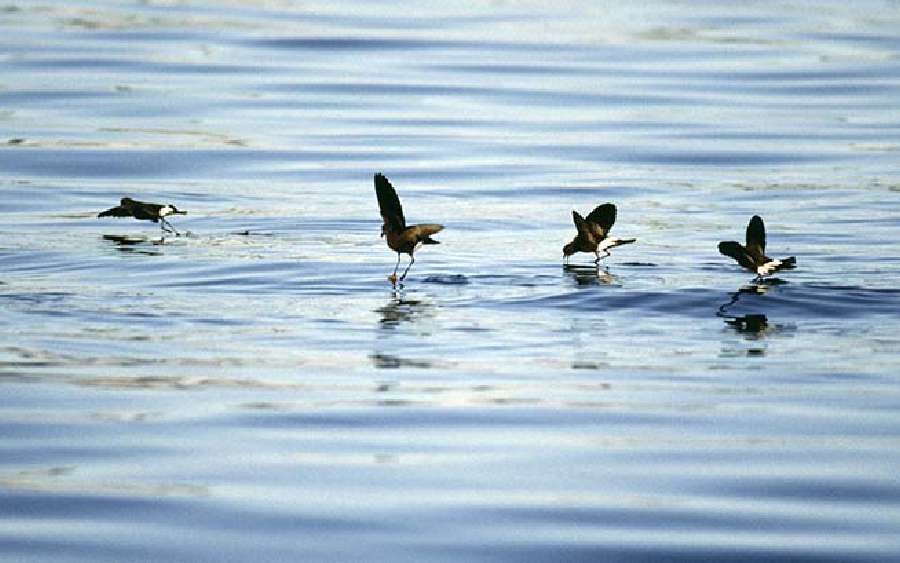 Storm Petrel: A Bird that Walks on Water