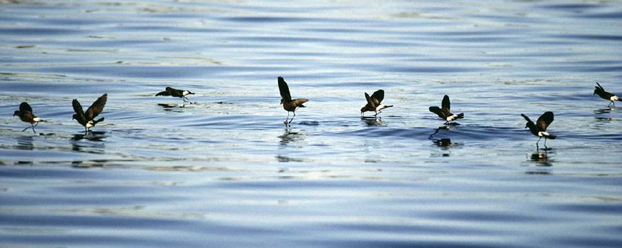 Wilson's Storm Petrel (Oceanites oceanicus): A bird that seems to walk on water