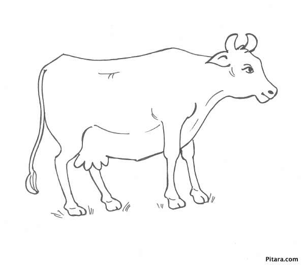 Domestic Animals Coloring Pages | Pitara Kids' Network