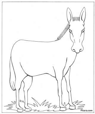 Domestic Animals Coloring Pages | Pitara Kids' Network