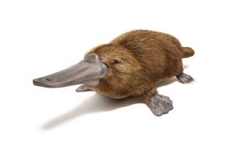 Hvilket Pattedyr legger Egg? Buck-billed Platypus Av Australia