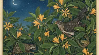 Illustration for Have You Seen the Cuckoo Bird?