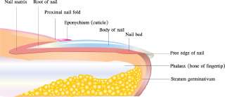 How do Nails Grow? | Pitara Kids' Network