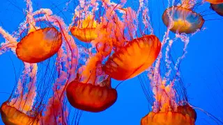 Illustration for Jellyfish: Fragile Creature of the Sea