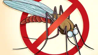 Illustration for Peppermint to Chase Mosquitoes Away