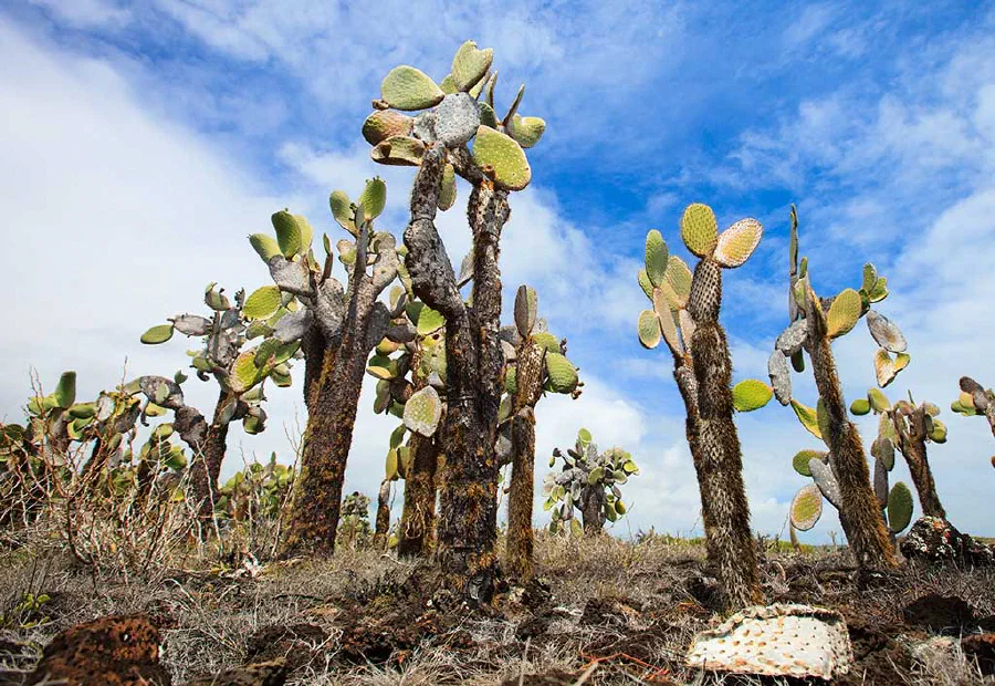 Opuntia cactus at Galapagos island grow a thick stalk more than two metres tall putting the leaves well out of the reach of the giant tortoises.